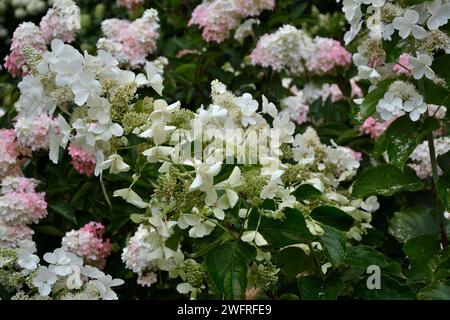 Üppige Blütenstände von Hortensie arboreal und Hortensie paniculata, weiße rosa Blüten Stockfoto