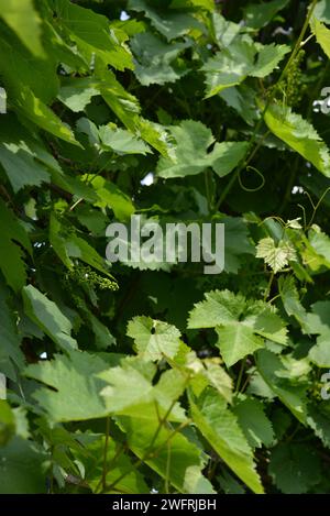 Hausgarten, junge und grüne Reben mit großen Blättern und jungen Früchten, grüne Cluster wachsen nicht weit vom Haus. Stockfoto