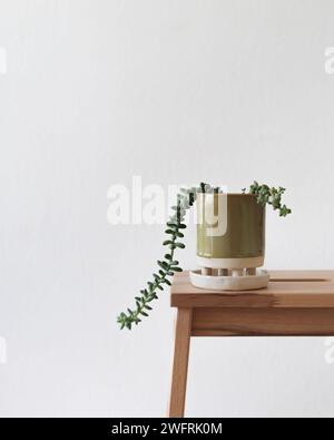 Minimalistische Wohndekoration mit nachgestelltem Sukkulent auf Holzhocker Stockfoto