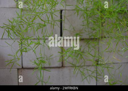 Baumaterialien, neue weiße Ziegelsteine, dicht und schön angelegt. Hintergrund des Gebäudes, Zement, weiße Ziegelsteine mit grünen Blumenköpfen. Stockfoto