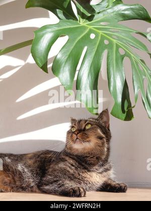 Eine Hauskatze liegt unter einem Monstera-Blatt im Sonnenlicht und hinterlässt lange Schatten auf einer Betonmauer zu Hause. Stockfoto