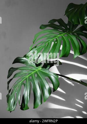 Monstera Blätter unter Tageslicht mit harten Schatten gegen eine weiße Betonwand. Minimalismus. Stockfoto
