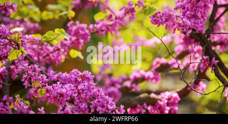 Rosa blühender Rotschneckenzweig. Warmer apriltag. Nahaufnahme Natur Hintergrund Stockfoto