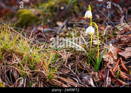Schneeflocken blühen im Wald. Warmes, sonniges Wetter im märz. Wunderschöner Natur Hintergrund Stockfoto