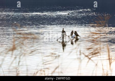 Graugänse ruhen auf einem Ast direkt über der Wasseroberfläche im kleinen Prespa-See, einem wunderbaren Feuchtgebiet im Norden Griechenlands, Europa. Stockfoto