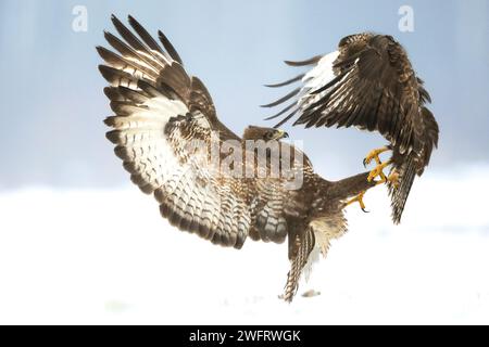 Gewöhnlicher Bussard (Buteo buteo) im Fliegen, kämpfende Bussarde in natürlicher Umgebung, Falkenvogel am Boden, Raubvogel aus nächster Nähe Jagdzeit Winter von Stockfoto