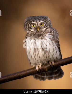 Zwergkauz Glaucidium passerinum kleiner Eule natürlicher dunkler Wald nördlich von Polen Europa Stockfoto