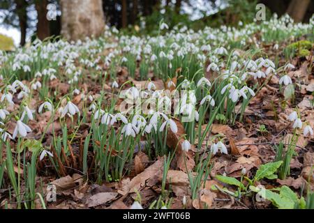 Schneeglöckchen, Galanthus nivalis in Dorset, England Stockfoto