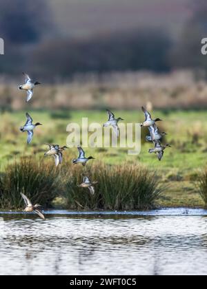 Teal, Anas crecca, Vögel im Flug über Wintermooren Stockfoto