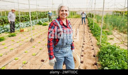 Glückliche latein-Seniorin lächelt vor der Kamera, während sie in einer Gewächshausplantage arbeitet und Bio-Gemüse sammelt Stockfoto