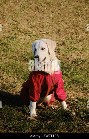 An einem sonnigen Tag sitzt ein goldener Retriever auf der grünen Wiese im Park, mit Blick von vorne. Der freundliche, fröhliche Hund draußen hat Spaß. Ein Haustier in einem Protekti Stockfoto