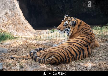 Ein Tiger, der die Umgebung in der Nähe der Höhle beobachtet Stockfoto
