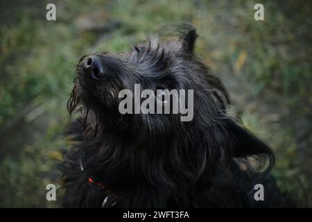 Ein niedliches, schwarzes zotteliges, bärtiges Mischling-Hündchen sitzt und posiert in einem Frühlingspark, Nahaufnahme von oben. Trauriger Hund ruht auf einer grünen Lichtung Stockfoto