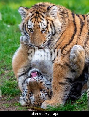Die beiden jungen sibirischen Tiger, die sich in üppigem Gras auf spielerische Aktivitäten einlassen Stockfoto