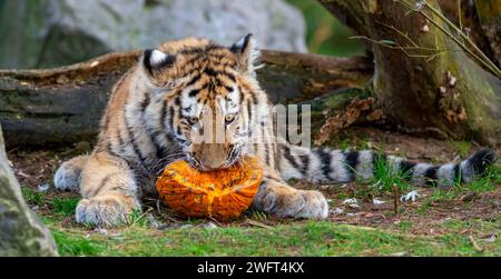 Ein junger sibirischer Tiger, der einen Kürbis verschlingt Stockfoto