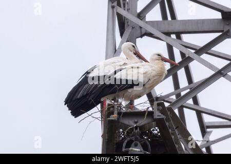 Laubenheim, Deutschland. Februar 2024. Ein Störchen auf einem Hochspannungspylon. Am 1. Februar wurden die ersten Weißstörche im Naturschutzgebiet Laubenheimer-Bodenheimer Ried in Mainz gesichtet. Quelle: Helmut Fricke/dpa/Alamy Live News Stockfoto