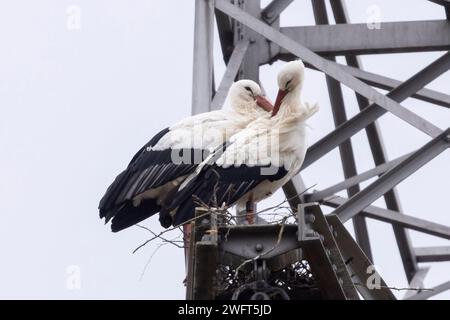 Laubenheim, Deutschland. Februar 2024. Ein Störchen auf einem Hochspannungspylon. Am 1. Februar wurden die ersten Weißstörche im Naturschutzgebiet Laubenheimer-Bodenheimer Ried in Mainz gesichtet. Quelle: Helmut Fricke/dpa/Alamy Live News Stockfoto