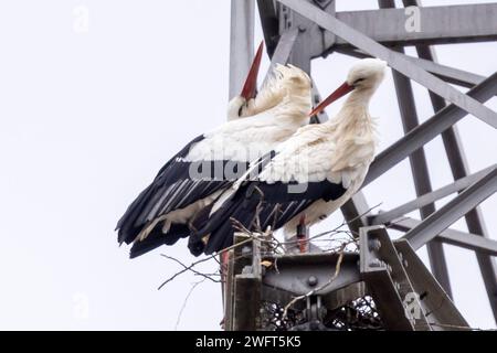 Laubenheim, Deutschland. Februar 2024. Ein Störchen auf einem Hochspannungspylon. Am 1. Februar wurden die ersten Weißstörche im Naturschutzgebiet Laubenheimer-Bodenheimer Ried in Mainz gesichtet. Quelle: Helmut Fricke/dpa/Alamy Live News Stockfoto