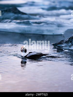 Eine ruhige Ente gleitet anmutig auf dem ruhigen Ozean während der sanften Abenddämmerung, umgeben von sanften Wellen und eisigen Reflexen Stockfoto