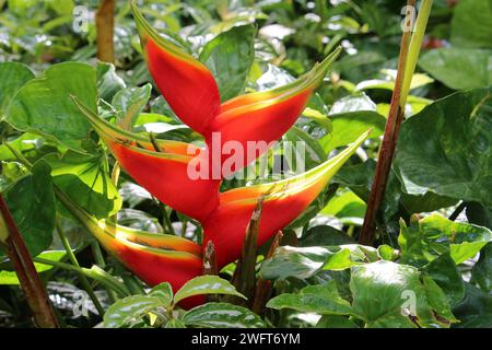 Rote karibische Heliconia-Blüte (Heliconia caribaea Lam) umgeben von grünen Blättern Stockfoto