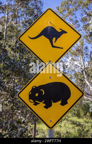 Känguru und Wombat Straßenschild, Australien Stockfoto