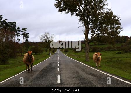 Blick auf eine Kuh im Naturpark Urbasa-Andía in der Autonomen Gemeinschaft Navarra, Spanien Stockfoto