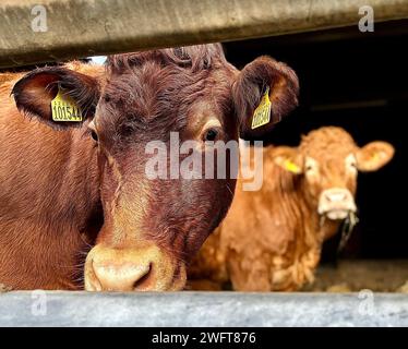 Limousin Kühe auf einem Bauernhof in North Yorkshire, Großbritannien. Ich Danke James Hind/Alamy. Stockfoto