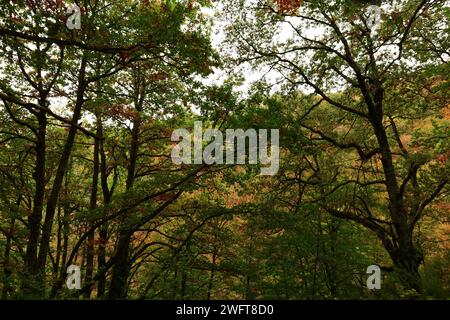 Der Aizkorri-Aratz Naturpark ist der zweitgrößte Naturpark im Baskenland, Spanien Stockfoto