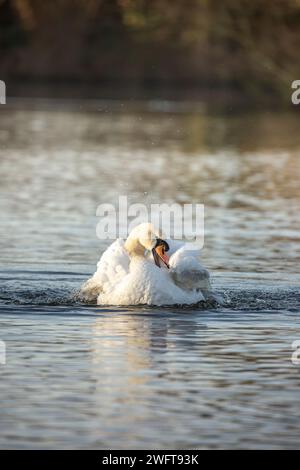 Wilder, stummer Schwan (Cygnus olor), isoliert auf ruhigem Wasser, der in der Morgensonne eines hellen Wintertages seine Federn sprüht. Stockfoto