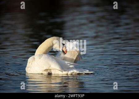 Wilder, stummer Schwan (Cygnus olor), isoliert auf ruhigem Wasser, der in der Morgensonne eines hellen Wintertages seine Federn sprüht. Stockfoto