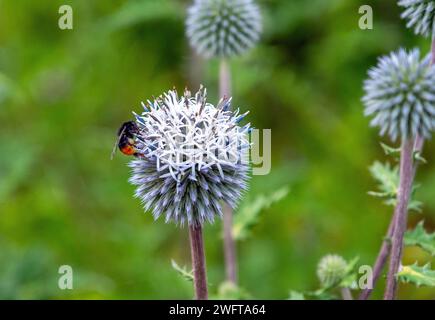 Hummel bestäubt die große Globus-Distel, Bombus, Echinops Stockfoto