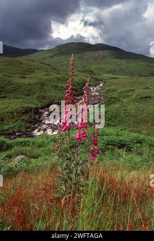 Foxhandschuhe Digitalis purpurea wächst neben einem Bach an einem Hügel an der Westküste Schottlands Stockfoto