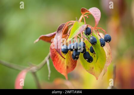 Wilde Beeren Herbst Nahaufnahme auf verschwommenem Hintergrund Stockfoto