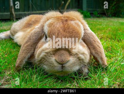 Lop Oared Zwergkaninchen Stockfoto