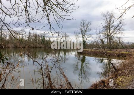 Laubenheim, Deutschland. Februar 2024. Im alten Weindorf Laubenheim bei Mainz gibt es eine besondere Naturoase, den Laubenheimer-Ried. Hier werden besondere Schutzmaßnahmen für den Sturz getroffen. Sumpfgebiete und zahlreiche Gräben sind ideal für eine üppige Flora und Fauna, und an Orten, an denen die Kiebitze geschützt werden muss, wurde der Rand des Teiches abgeholzt und durch einen Zaun geschützt. Quelle: Helmut Fricke/dpa/Alamy Live News Stockfoto