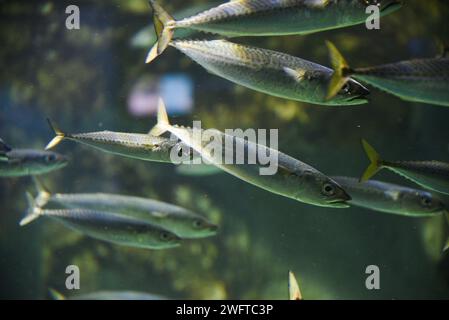 Kleine Makrelen schwimmen in einer Schule im Aquarium. Stockfoto