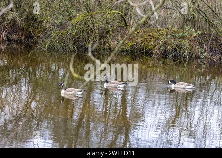 Laubenheim, Deutschland. Februar 2024. Bisher wurde nur die Kanadas-Gans auf Teichen im Naturschutzgebiet gesehen. Im alten Weindorf Laubenheim bei Mainz gibt es eine besondere Naturoase, das Laubenheimer-Ried. Hier werden besondere Schutzmaßnahmen für den Sturz getroffen. Sumpfgebiete und zahlreiche Gräben sind ideal für eine üppige Flora und Fauna, und die Ränder der Teiche wurden abgeschnitten und durch einen Zaun geschützt, an Stellen, die zum Schutz der Kiebitze bestimmt sind. Quelle: Helmut Fricke/dpa/Alamy Live News Stockfoto