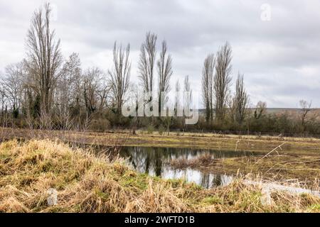 Laubenheim, Deutschland. Februar 2024. Im alten Weindorf Laubenheim bei Mainz gibt es eine besondere Naturoase, das Laubenheimer-Ried. Hier werden besondere Schutzmaßnahmen für den Sturz getroffen. Sumpfgebiete und zahlreiche Gräben sind ideal für eine üppige Flora und Fauna, und an Orten, an denen die Kiebitze geschützt werden muss, wurde der Rand des Teiches abgeholzt und durch einen Zaun geschützt. Quelle: Helmut Fricke/dpa/Alamy Live News Stockfoto