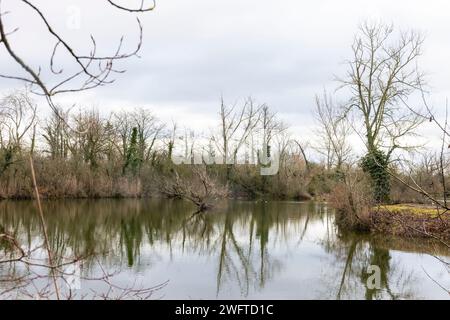 Laubenheim, Deutschland. Februar 2024. Im alten Weindorf Laubenheim bei Mainz gibt es eine besondere Naturoase, das Laubenheimer-Ried. Hier werden besondere Schutzmaßnahmen für den Sturz getroffen. Sumpfgebiete und zahlreiche Gräben sind ideal für eine üppige Flora und Fauna, und an Orten, an denen die Kiebitze geschützt werden muss, wurde der Rand des Teiches abgeholzt und durch einen Zaun geschützt. Quelle: Helmut Fricke/dpa/Alamy Live News Stockfoto