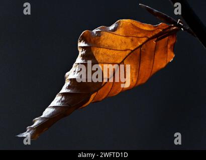 Falkenhagen, Deutschland. Februar 2024. Die Sonne scheint durch ein trockenes und verdrehtes Blatt einer Buche am Schwarzen See im Landkreis Märkisch-Oderland in Ostbrandenburgs. Nach Angaben des Deutschen Wetterdienstes (DWD) wird es am Freitag zeitweise mit starker Wolkendecke regnen. Das Wochenende beginnt bewölkt und mit Regen in einigen Gegenden. Quelle: Patrick Pleul/dpa/ZB/dpa/Alamy Live News Stockfoto