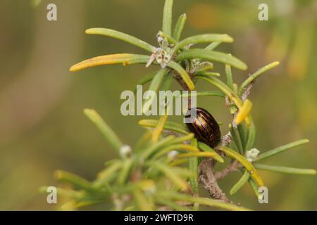 Chrysolina Americana, Goldkäfer oder Rosmarinkäfer bei einem Nickerchen auf Rosmarinpflanze in Alcoy, Spanien Stockfoto