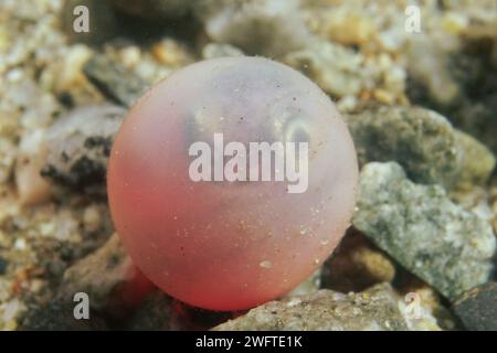 Einzelnes Lachsei mit dem Embryo im Inneren. Stockfoto