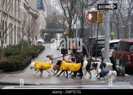 Hundeführer in New York City. Fotodatum: Mittwoch, 24. Januar 2024. Foto: Richard Gray/Alamy Stockfoto