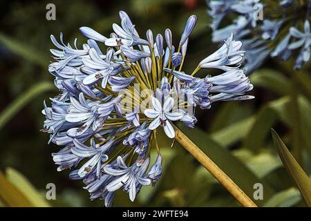 Agapanthus-Pflanze in Blüte auf natürlichem Hintergrund Stockfoto
