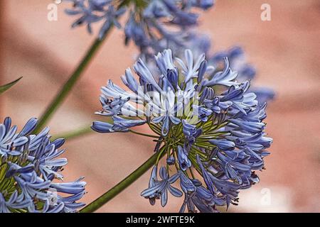 Agapanthus-Pflanze in Blüte auf rosa Hintergrund Stockfoto