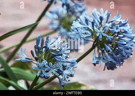 Agapanthus-Pflanze in Blüte auf rosa Hintergrund Stockfoto