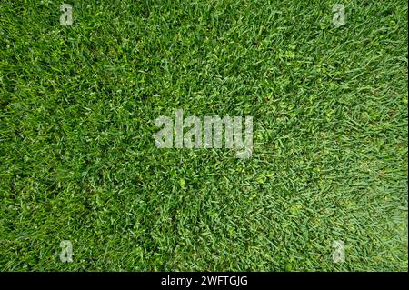 Flauschig grünes Gras Rasen Hintergrund Makro Nahaufnahme über Draufsicht Stockfoto