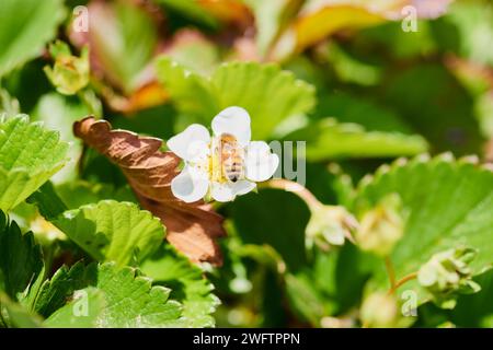 Eine Nahaufnahme einer Biene auf einer zarten weißen Blume Stockfoto