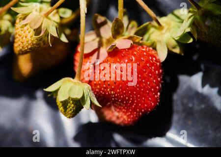 Eine Nahaufnahme reifer und unreifer Erdbeeren, die an einer Rebe hängen Stockfoto