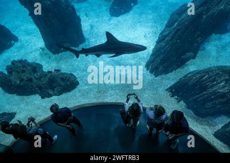 Lissabon Ozeanarium in Lissabon, Portugal, Menschen beobachten vorbeiziehende Haie in einem großen zentralen Aquarium, Blick von oben. Stockfoto